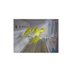 Batterie De 12 Cages 64x30x34 Modèle Champion- New Canariz 24 Batterie De 12 Cages 64x30x34 Modèle Champion- New Canariz -Deli Nature Soldes batterie de 12 cages 64x30x34 modele champion new canariz 3000 new canariz livree avec un systeme de rouleaux de papier comme fo 2